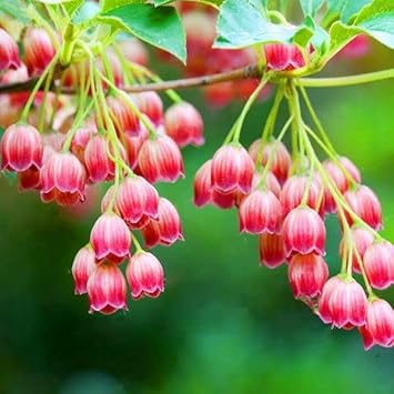 Red Bell Orchid Flower seeds for Planting - Cut Flower Favorite, Heirloom & GMO Free Seeds for Home Garden
 
 Sale for planting in home garden