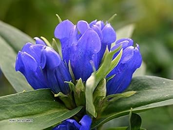 Blue Gentian Flower seeds for Planting - Fragrant Blossoms, Heirloom & GMO Free Seeds for Home Garden
 
 Sale for planting in home garden