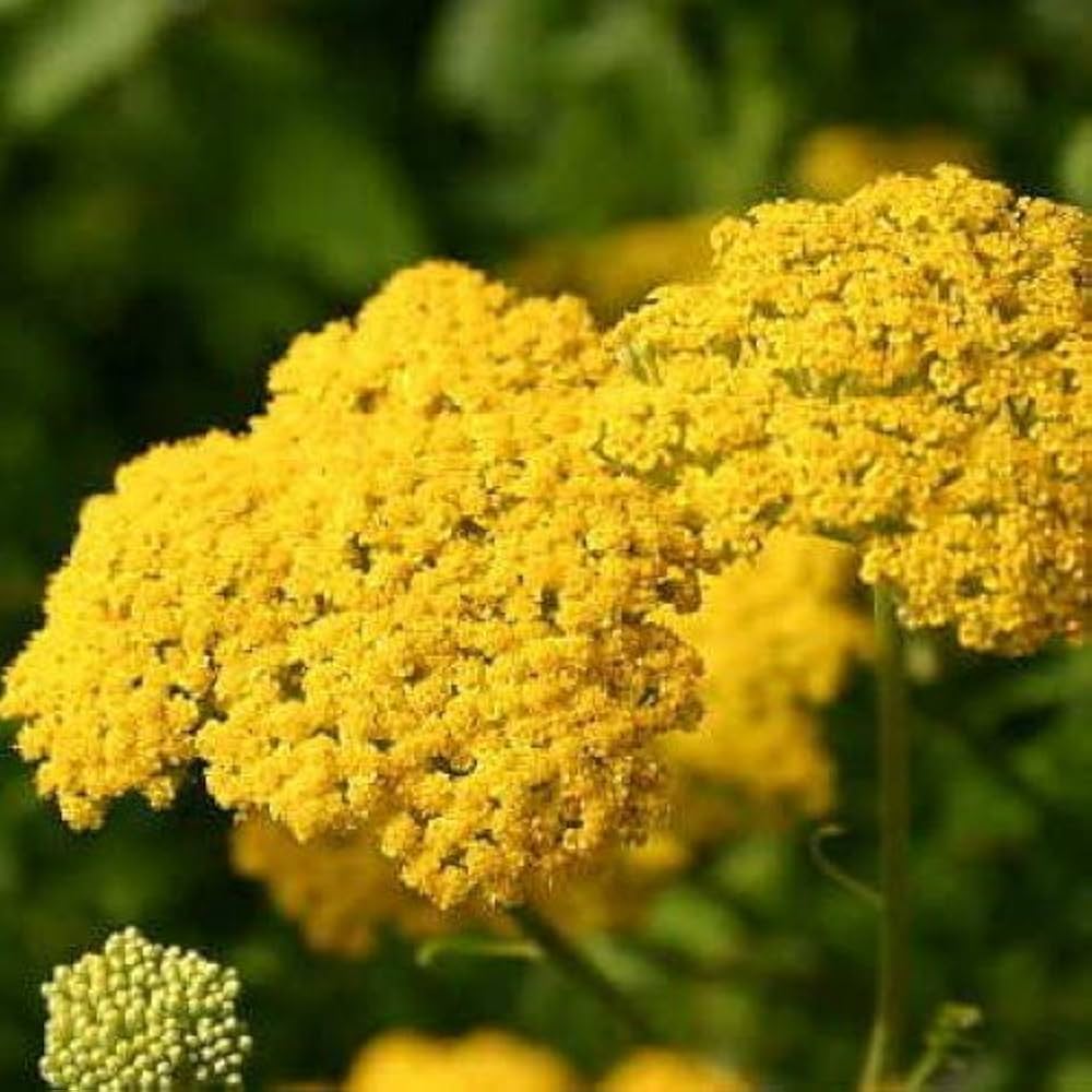 Yarrow Achillea millefolium flower seeds for planting