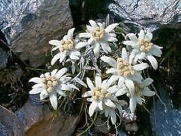 White Edelweiss Ground Flower seeds for Planting - Bright Blooms, Heirloom & GMO Free Seeds for Home Garden
 
 Sale for planting in home garden
