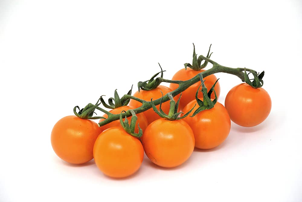 Orange Tomato Solanum lycopersicum for planting in home garden