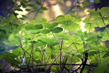 Pink Yellow Dragon Coleus for Garden Long Bloom Season Heirloom & GMO Free Seeds for Home Garden
 
 Sale for planting in home garden