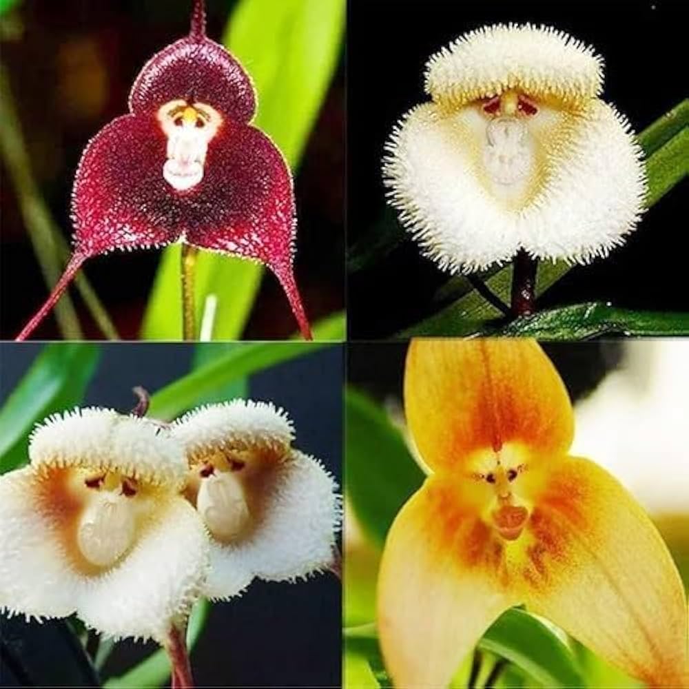Simia Monkey Face Orchid Seeds – Rare Exotic Blooms