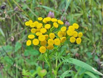 Costmary Flower seeds for Planting - Drought Tolerant, Heirloom & GMO Free Seeds for Home Garden
 
 Sale for planting in home garden