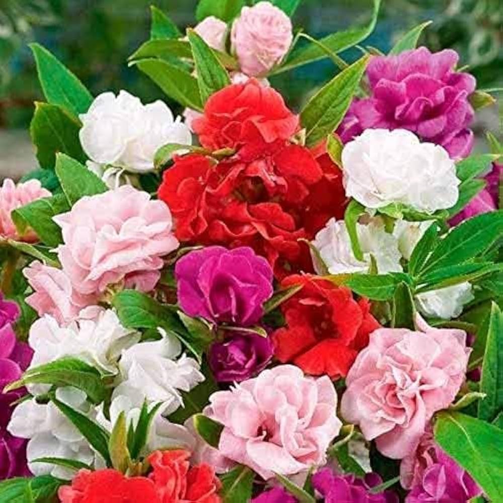 Balsam Flower Seeds For Planting - Red And White Mix