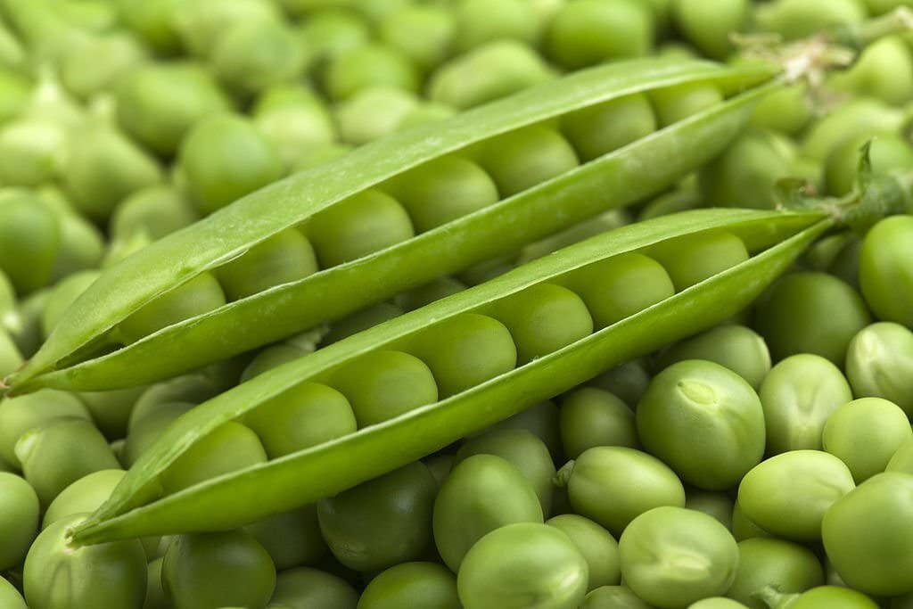 Pea Plant Pisum sativum for planting in vegetable patch