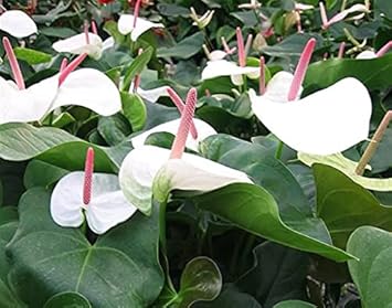 White Anthurium Andraeanu Flower seeds for Planting - Drought Tolerant, Heirloom & GMO Free Seeds for Home Garden
 
 Sale seeds for home garden