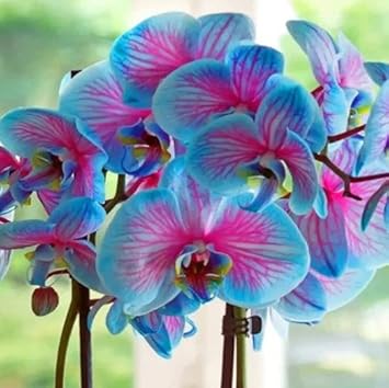 Blue Pink Butterfly Orchid Seeds For Planting | Flower