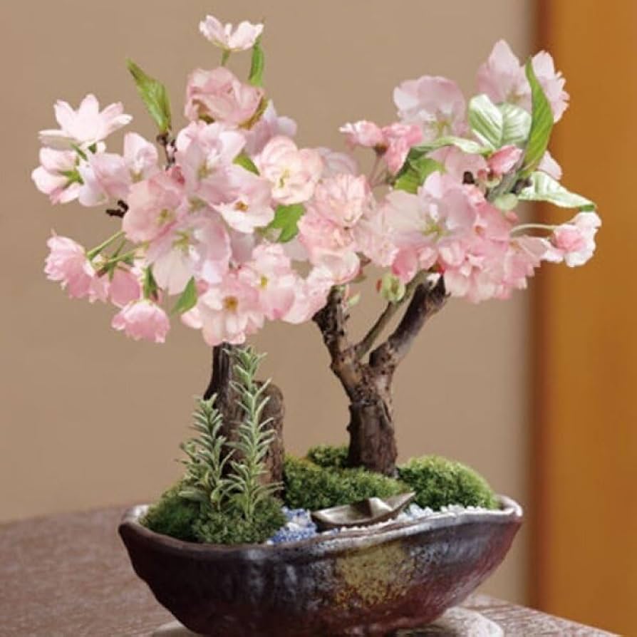 Simsii Bonsai Flower Seeds Planting Baby Pink