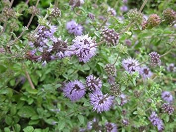 Purple Pulegium Flower seeds for Planting - Sun Loving, Heirloom & GMO Free Seeds for Home Garden
 
 Sale seeds for home garden