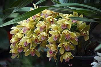 Cream Cymbidium Flower seeds for Planting - Pollinator Friendly, Heirloom & GMO Free Seeds for Home Garden
 
 Sale seeds for planting in home garden