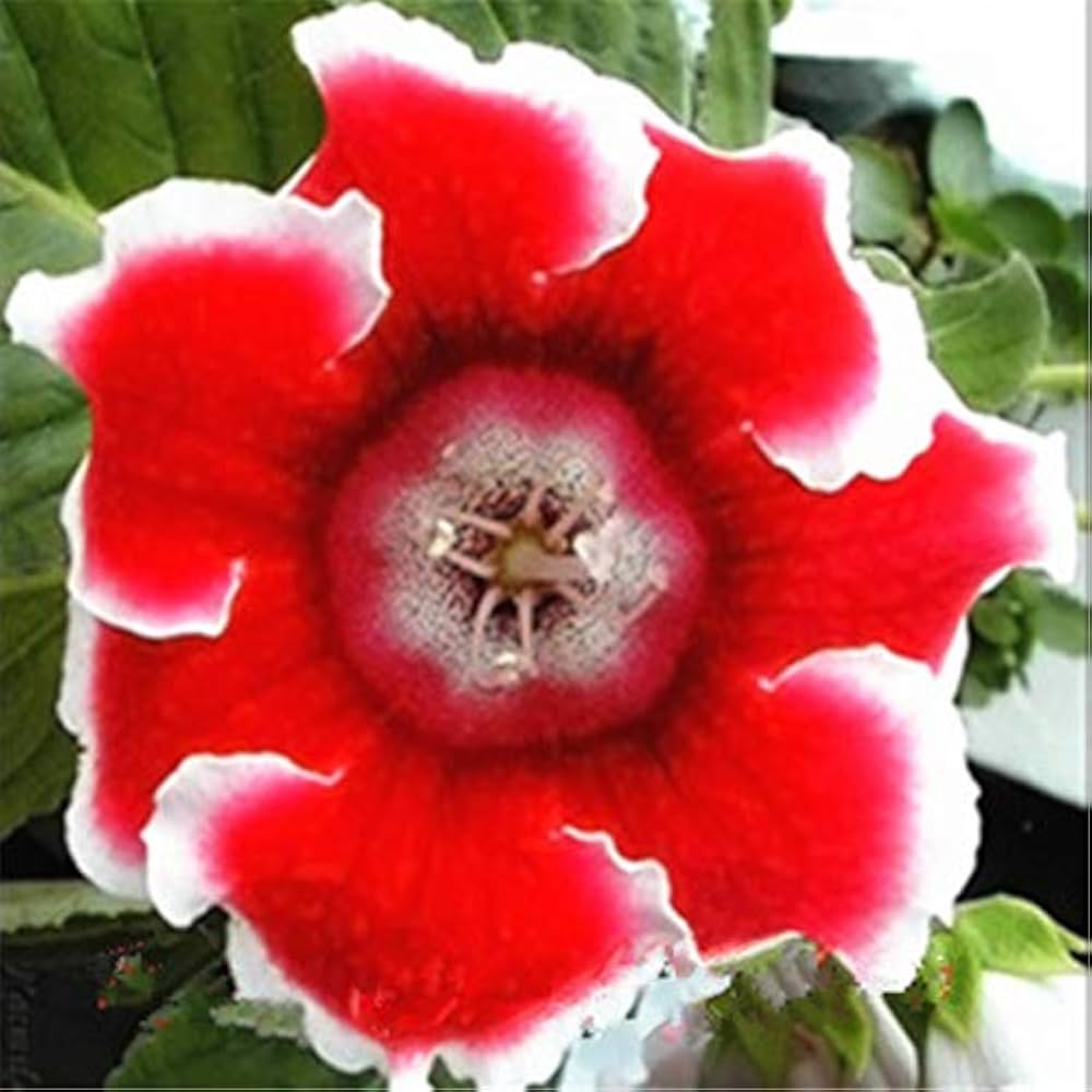 Gloxinia Sinningia speciosa for planting in indoor pots
