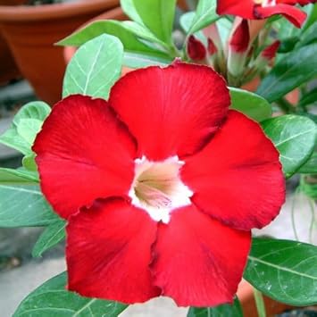 Dark Red Adenium Obesum Seeds Flower seeds for Planting Compact Growth Heirloom & GMO Free Seeds for Home Garden 
 
 Sale for planting in home garden