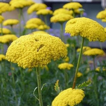 Yellow Achillea Plant Seeds: Your Comprehensive Guide To Growing Vibrant Yarrow Flowers In