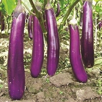 Sweet Purple Eggplant Seeds For Easy Planting