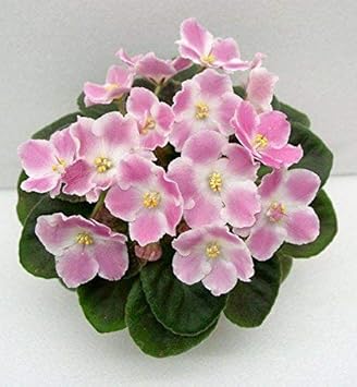 Light Yellow Red Narcissus Flower Seeds for Planting Pollinator Friendly Heirloom & GMO Free Seeds for Home Garden
 
 Sale for planting in home garden