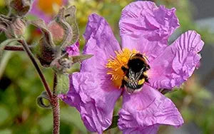 Tauric Rock Rose Helianthemum tauricum for planting in rock garden