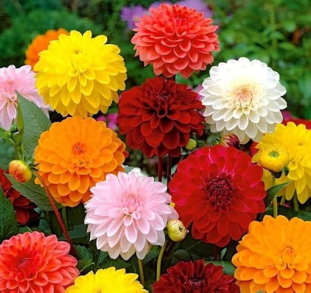 Mix Dahlia Fantasy Flower seeds for Planting - Drought Tolerant, Heirloom & GMO Free Seeds for Home Garden
 
 Sale seeds for planting in home garden