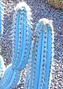 Blue Pilosocereus Flower seeds for Planting - Garden Favorite, Heirloom & GMO Free Seeds for Home Garden
 
 Sale for planting in home garden.