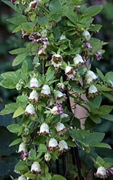 Green Purple Hibiscus Flower seeds for Planting - Shade Tolerant, Heirloom & GMO Free Seeds for Home Garden
 
 Sale for planting in home garden.