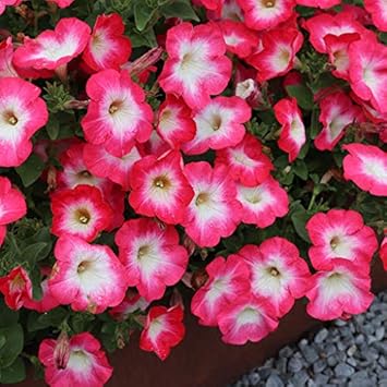 Pale Green Cymbidium Maxillaria Goeringii Seeds for Planting Pollinator Friendly Heirloom & GMO Free Seeds for Home Garden
 
 Sale for planting in home garden