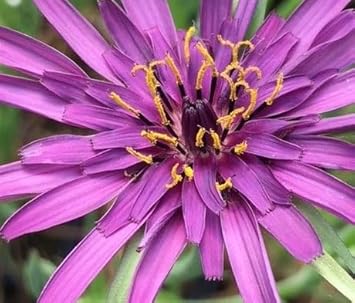 Salsify Edible Planting Flower Seeds