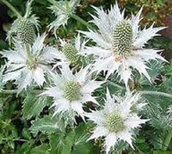 White Eryginum Flower seeds for Planting - Fragrant Blossoms, Heirloom & GMO Free Seeds for Home Garden
 
 Sale for planting in home garden.