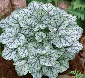 White Coral Bells Flower seeds for Planting - Cut Flower Favorite, Heirloom & GMO Free Seeds for Home Garden
 
 Sale for planting in home garden.