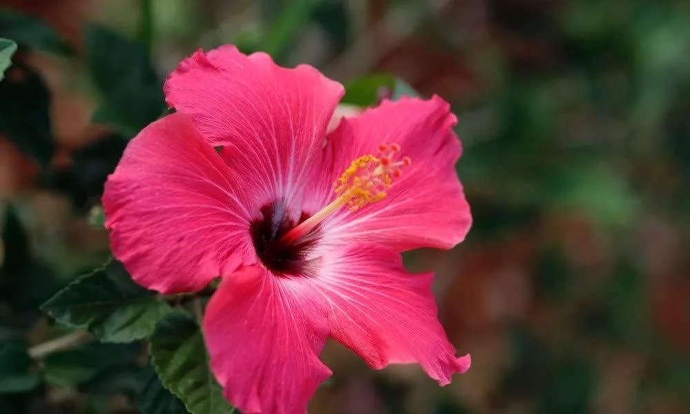 Vibrant Dark Pink Hibiscus Flower Seeds For Spring Planting