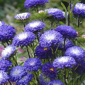 Blue White Chrysanthemum Flower seeds for Planting - Premium Quality, Heirloom & GMO Free Seeds for Home Garden
 
 Sale for planting in home garden