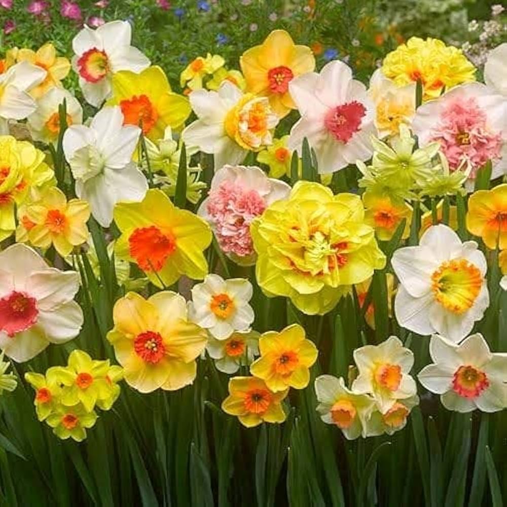 Thick Orange And White Daffodil Flower Seeds For Planting