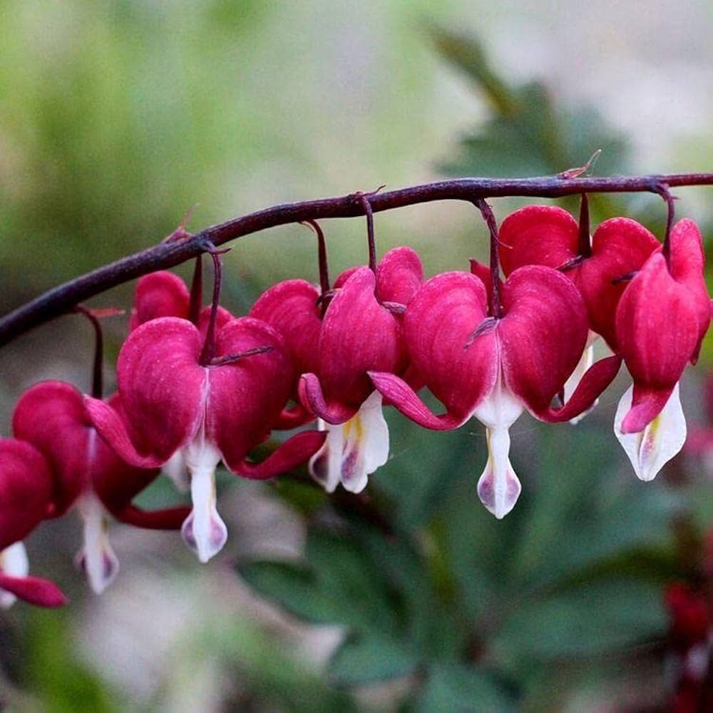 Bleeding Heart Dicentra spectabilis for planting in woodland garden