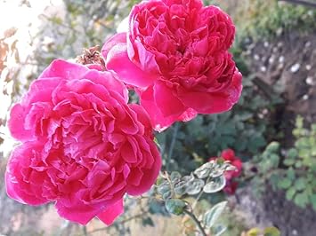 Deep Pink Climbing Rose Seeds For Planting Flower