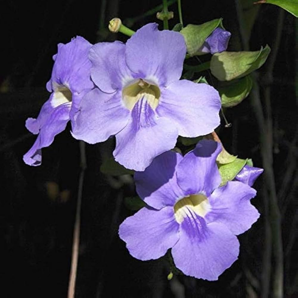 Thunbergia Grandiflora Alba Blue Sky Vine for planting in trellis garden