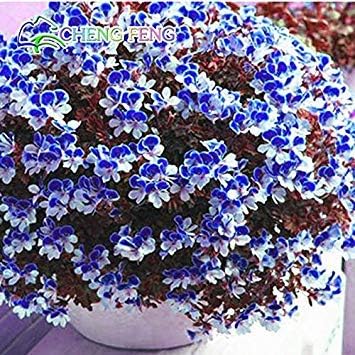 Violet Rare Rose Flower Seeds for Planting Long Bloom Season Heirloom & GMO Free Seeds for Home Garden
 
 Sale for planting in home garden
