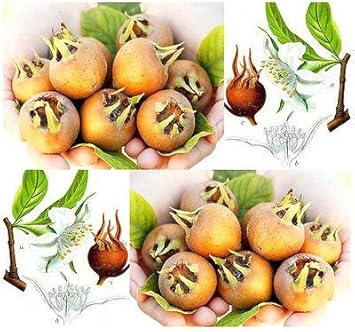 Brown Mespilus Germanica Flower seeds for Planting - Compact Growth, Heirloom & GMO Free Seeds for Home Garden
 
 Sale for planting in home garden.