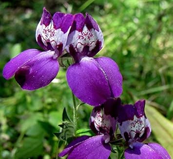 Purple Heterophylla Flower seeds for Planting Wildflower Mix Heirloom & GMO Free Seeds for Home Garden 
 
 Sale seeds for home garden planting