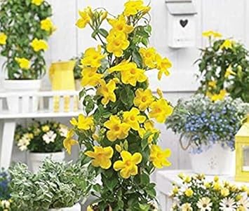 White Green Succulent Flower Seeds – Bright Blooms Heirloom & NonGMO Seeds for Home Garden
 
 Sale for planting in home garden