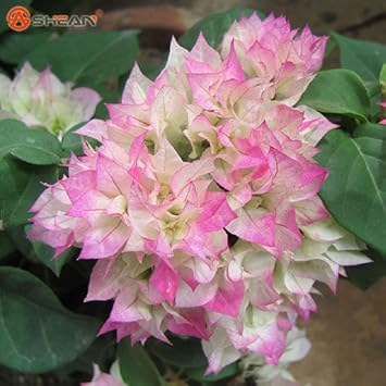 White (White Pink) seeds for planting in home garden