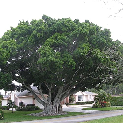 Banyan Tree Seeds For Majestic Growth Planting Plant Seeds