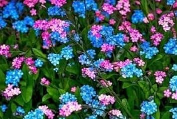 Mix Nezabudka Flower seeds for Planting Vibrant Growth Heirloom & GMO Free Seeds For Home Garden 
 
 Sale for planting in home garden