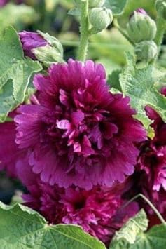 Purple Hollyhock Flower seeds for Planting - Sun Loving, Heirloom & GMO Free Seeds for Home Garden
 
 Sale for planting in home garden