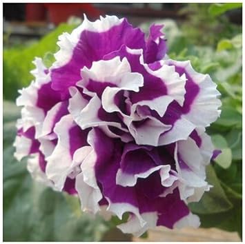 Violet & White Petunia Flower seeds for Planting - Compact Growth, Heirloom & GMO Free Seeds for Home Garden
 
 Sale seeds for home garden