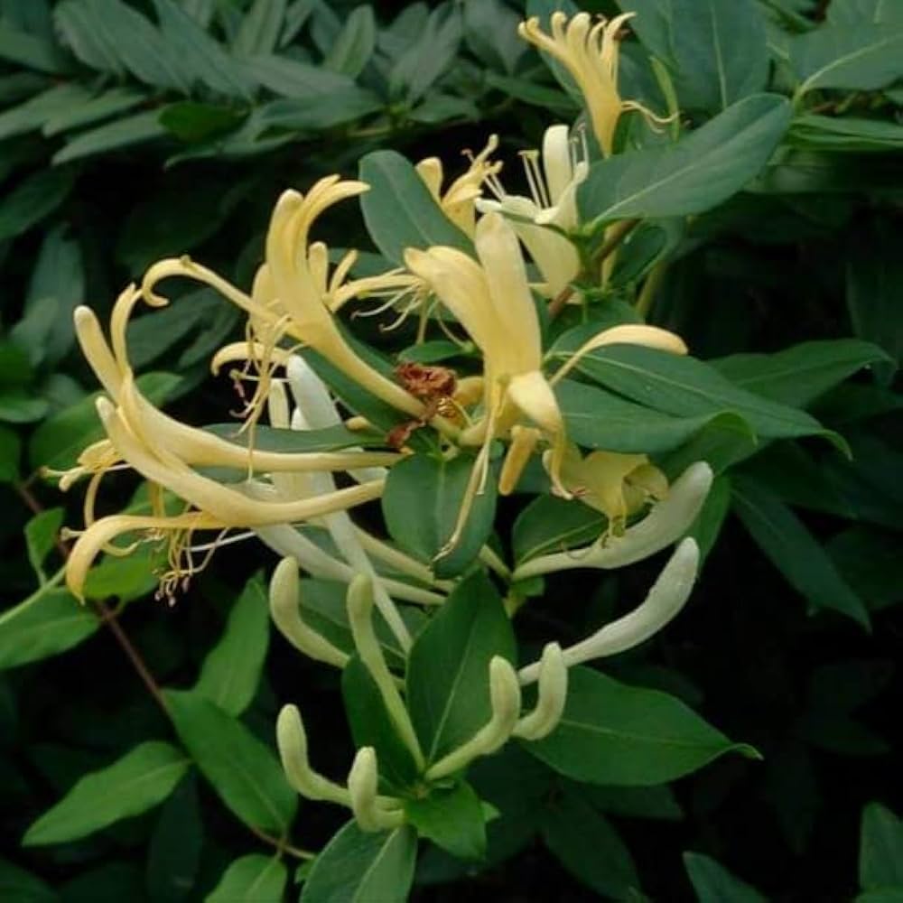 Lonicera Japonica Lonicera japonica for planting in garden trellis