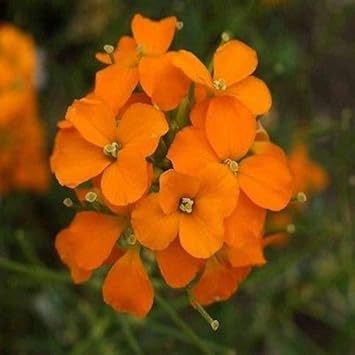 Orange WallFlower seeds for Planting - Seasonal Bloomer, Heirloom & GMO Free Seeds for Home Garden
 
 Sale for planting in home garden.