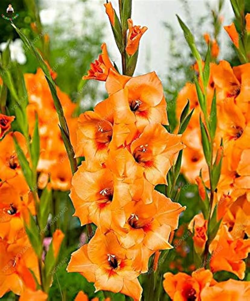 Yellow And Orange Gladiolus Flower Seeds For Planting