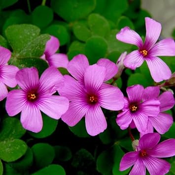 Heirloom Oxalis Flower seeds for Planting Drought Tolerant Heirloom & GMO Free Seeds for Home Garden 
 
 Sale for planting in home garden