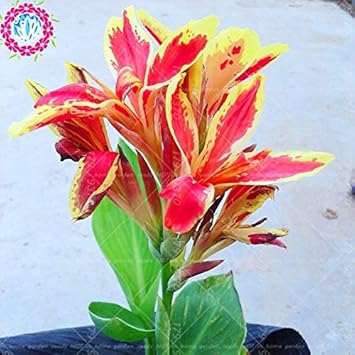 Orange Indica Flower seeds for Planting - Sun Loving, Heirloom & GMO Free Seeds for Home Garden
 
 Sale for planting in home garden.