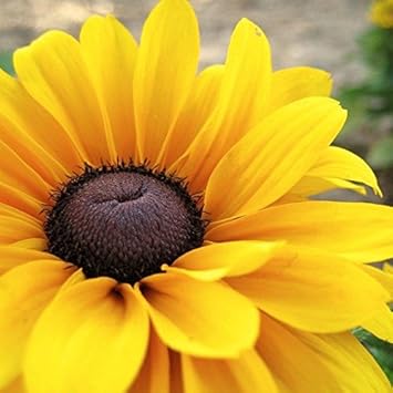 Yellow Black Susan Flower seeds for Planting - Drought Tolerant, Heirloom & GMO Free Seeds for Home Garden
 
 Sale for planting in home garden.