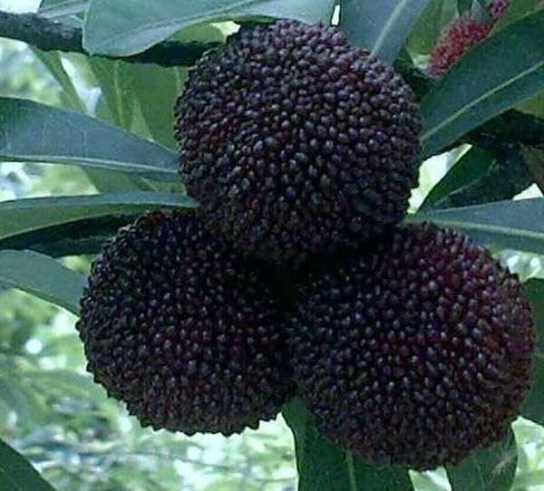 Dark Brown Arbutus Fruit Seeds - Perennial Garden Planting